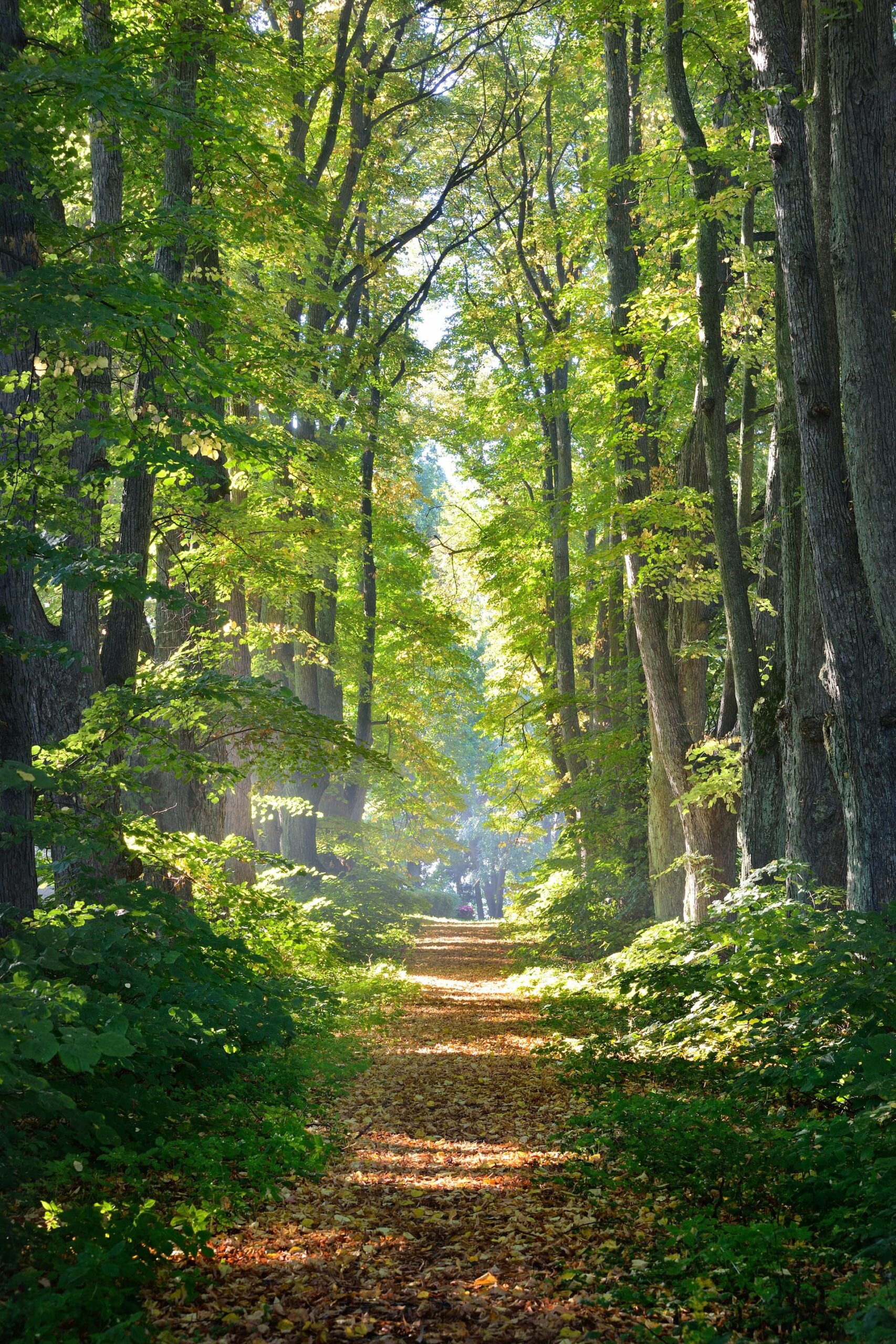 Sentier dans un forêt